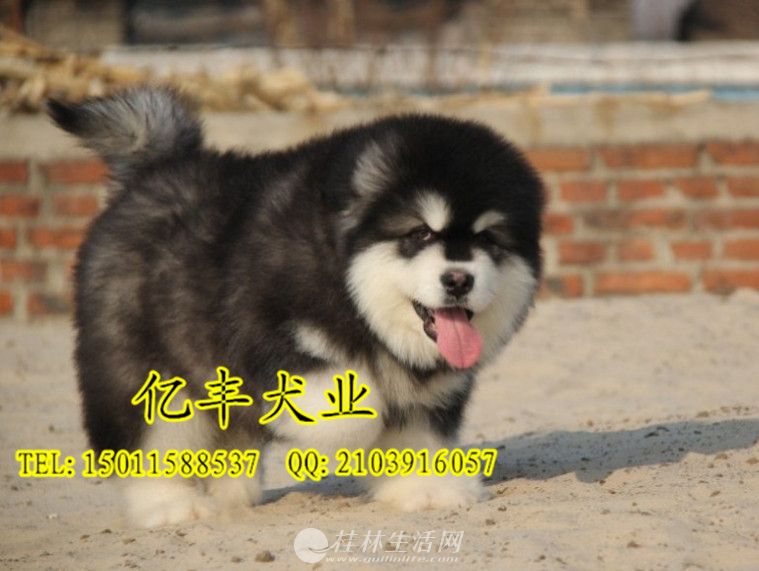 ���۴��ְ���˹�� ���ְ���˹�Ӽ۸� ���ͻ�