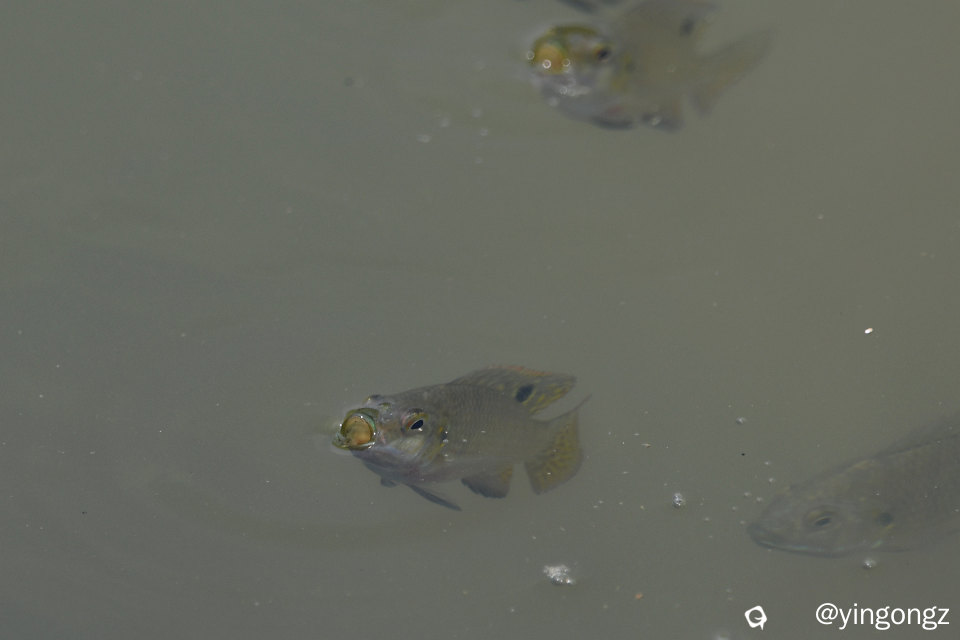 DSC_1229_副本.jpg