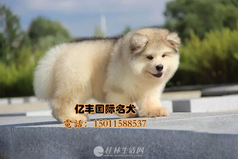 ��Ʒ����˹����Ȯ����Ǯ ���ְ���˹��������