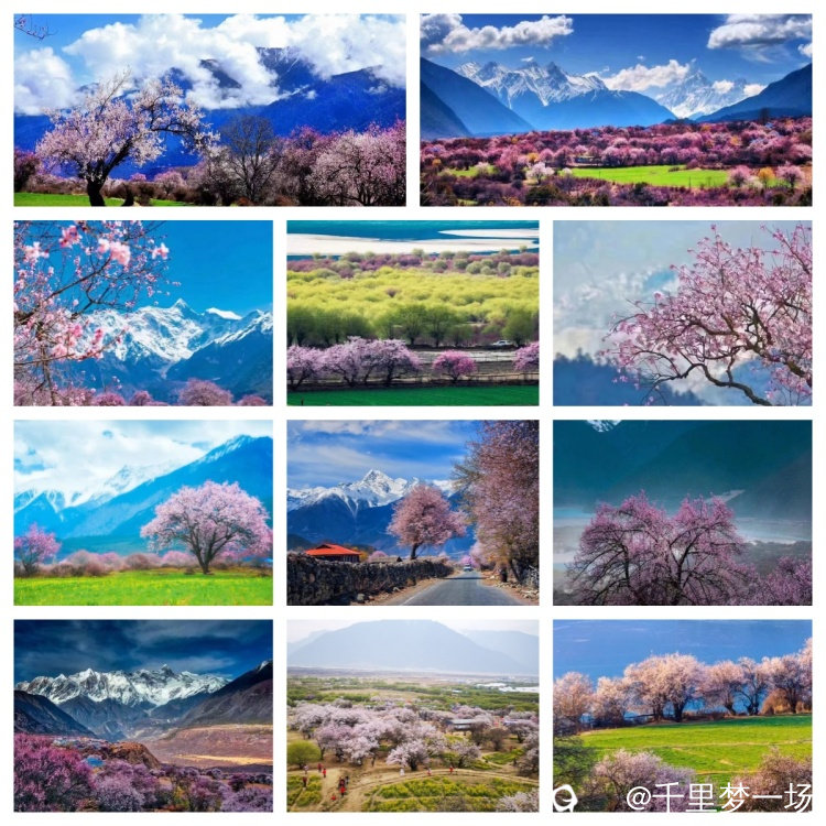 3月桃花线4.jpg