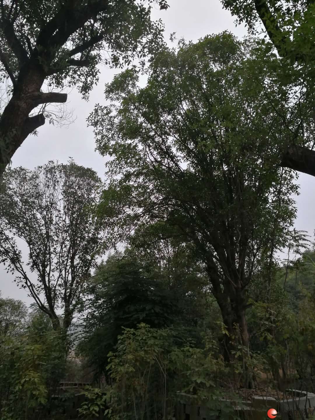 ���������������������������������ۣ��绰13517637715