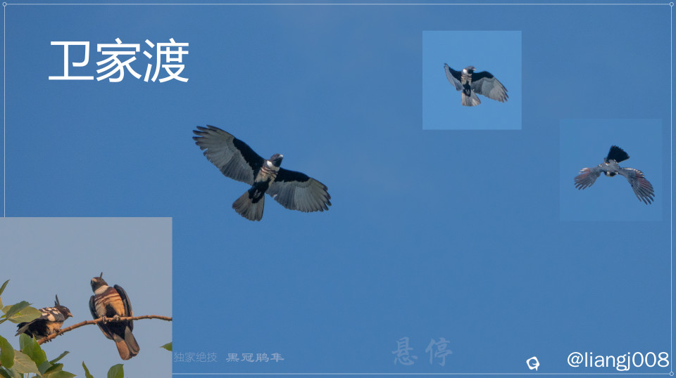 DSC00956_副本_副本.jpg