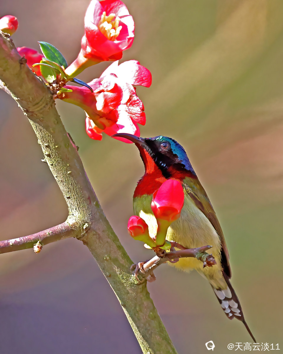 5D2A7956-DeNoiseAI-denoise.jpg