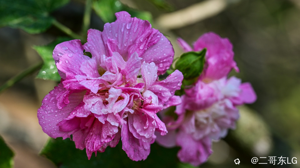 木芙蓉 (6).jpg