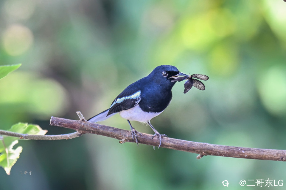 飞蛾扑嘴 (9).jpg
