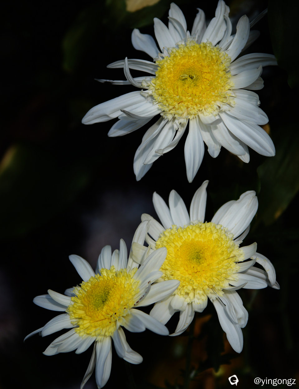 DSC_2046 (2)_副本.jpg