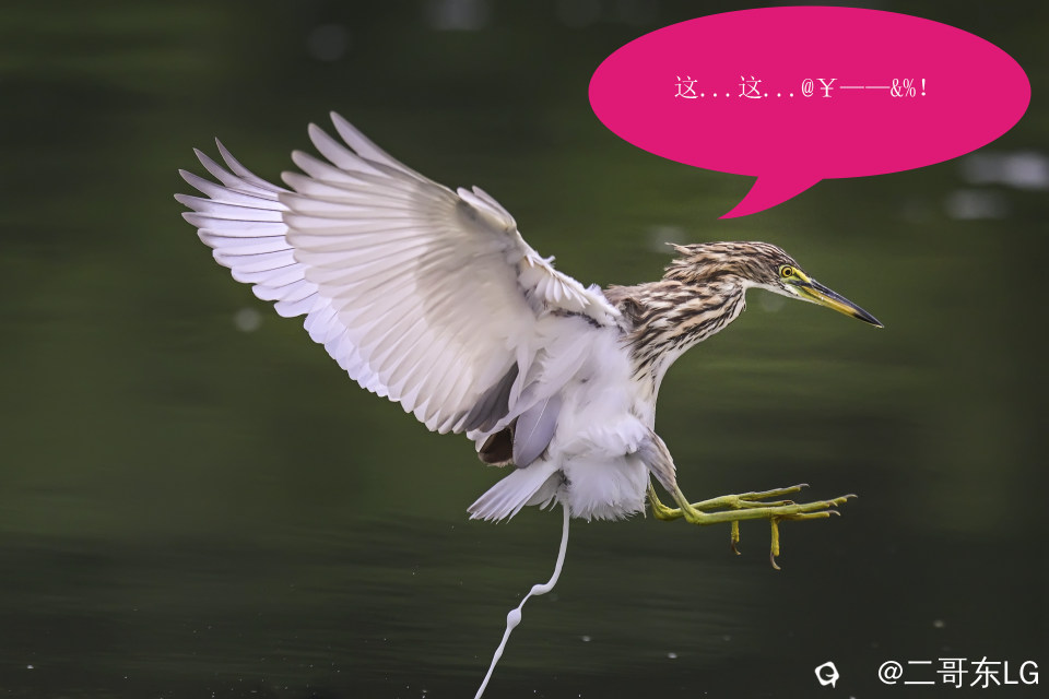 唉呀妈呀快闪开急急急 (4).jpg