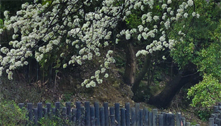 春风得意梨花开