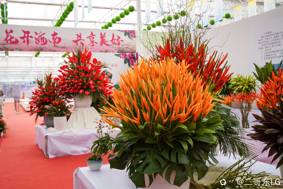 南方第三届花卉苗木交易会 (14).jpg