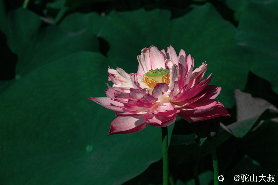 DSC04326-0 - 副本.jpg