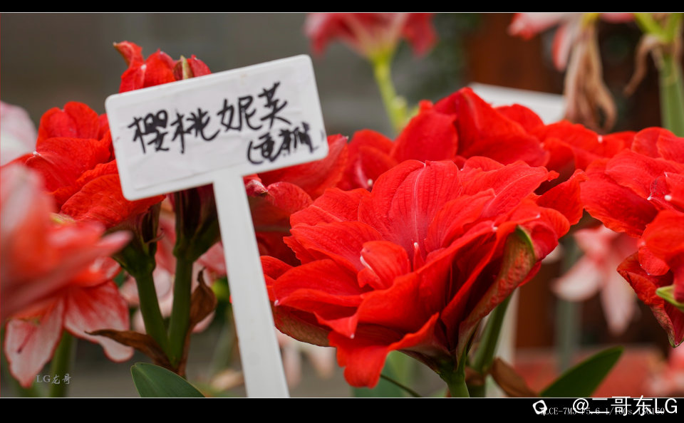 11樱桃尼芙.jpg
