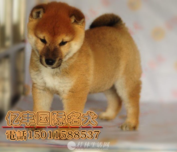 ���۴��ֲ�Ȯ ���ֲ�Ȯ�۸� �ڷ�Ȯ��ֱ��