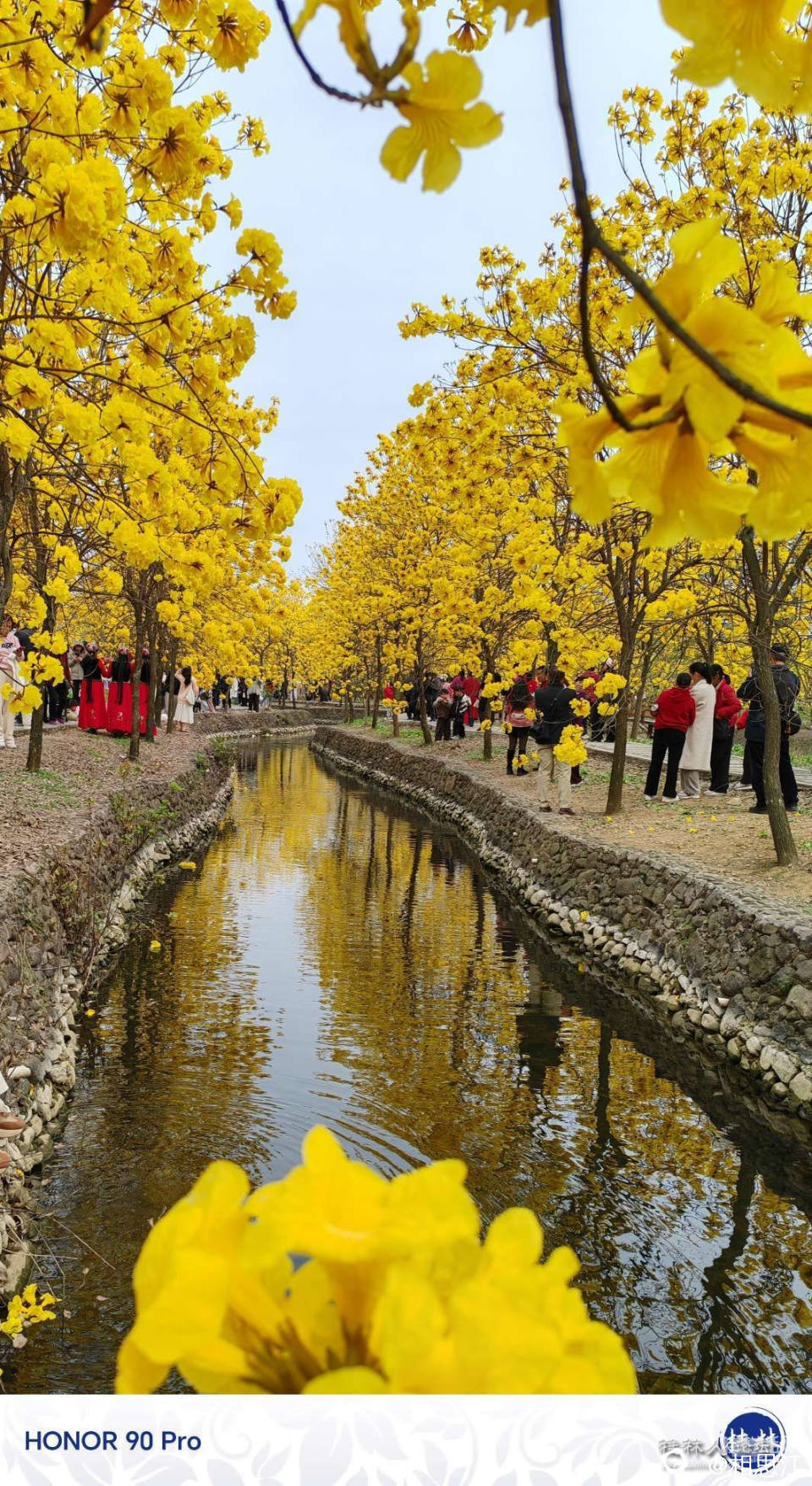 每年都有花开