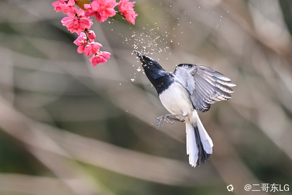 鹊鴝戏桃花 (3).jpg