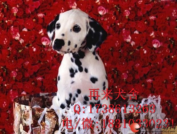 �ڰ���˸�ߵ㹷 �������������Ȯ �����ö���ֻ��ѡ