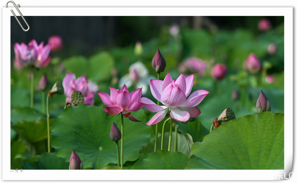 艳丽荷花 (15).jpg