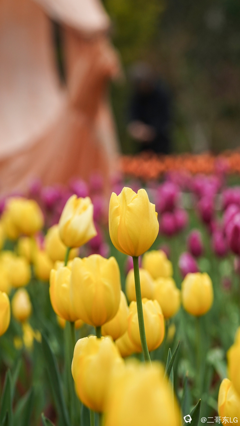 郁金香 (23).jpg