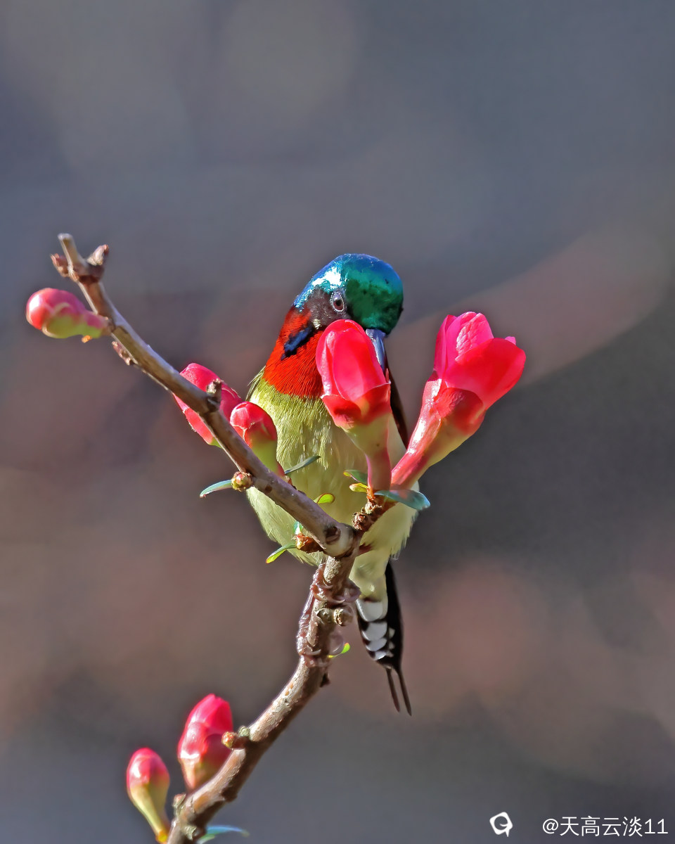5D2A7595-DeNoiseAI-denoise.jpg