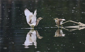 你瞅啥？瞅你咋地 ？！