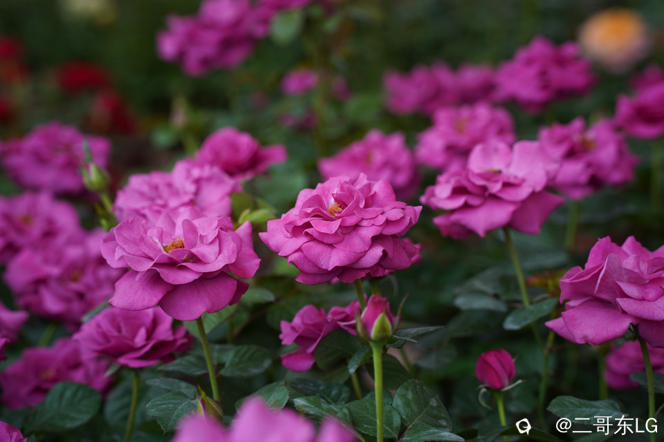 南方第三届花卉苗木交易会 (20).jpg