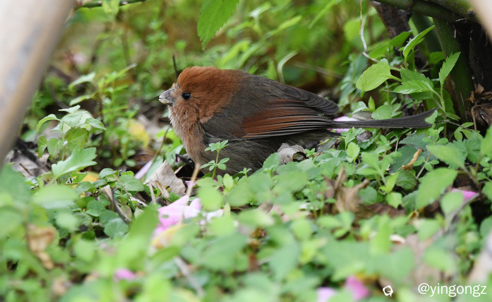 DSC_3334_副本.jpg