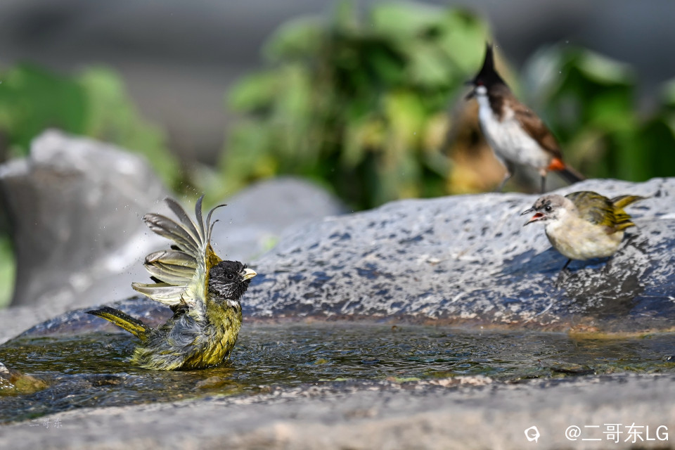 领雀嘴鹎--贵妃出浴 (5).jpg
