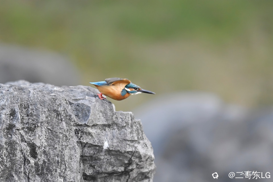 小翠起飞瞬间连拍 (6).jpg