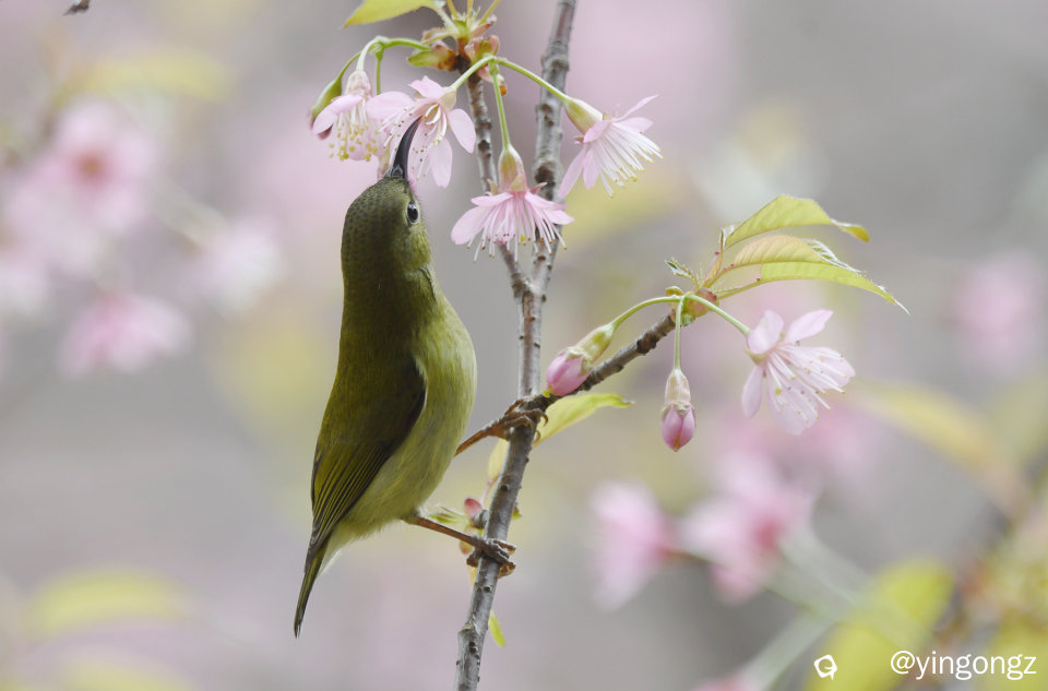 DSC_2851_副本.jpg