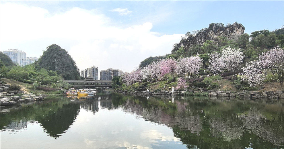 一时间，粲然如花的桂林城都是粉红花海