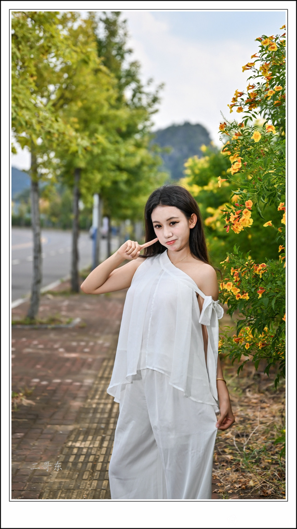 黄槐决明 (26).jpg