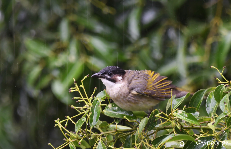 DSC_9599_副本.jpg