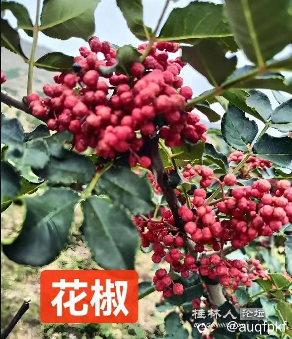 微信图片_20250604120037_696.jpg