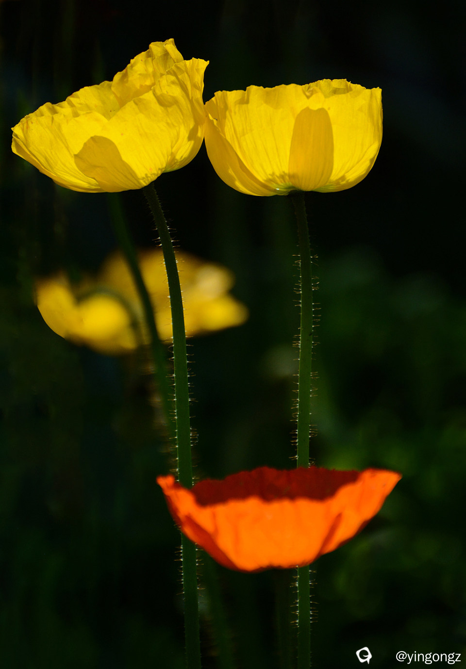 DSC_5446_副本.jpg