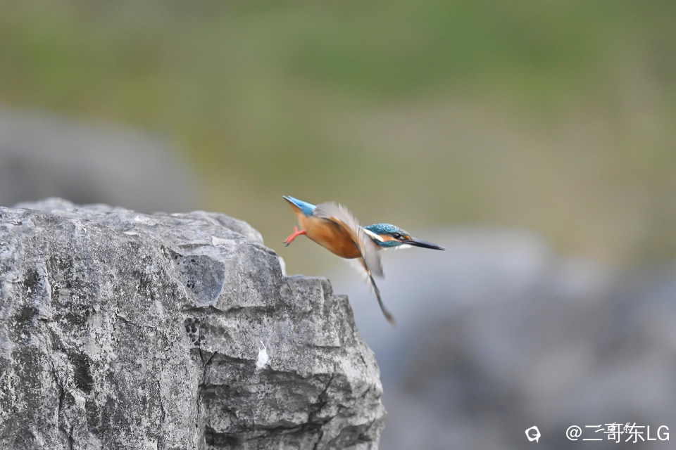 小翠起飞瞬间连拍 (8).jpg