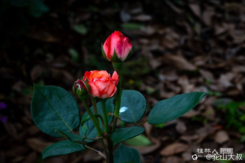 DSC06988-0 - 副本.jpg