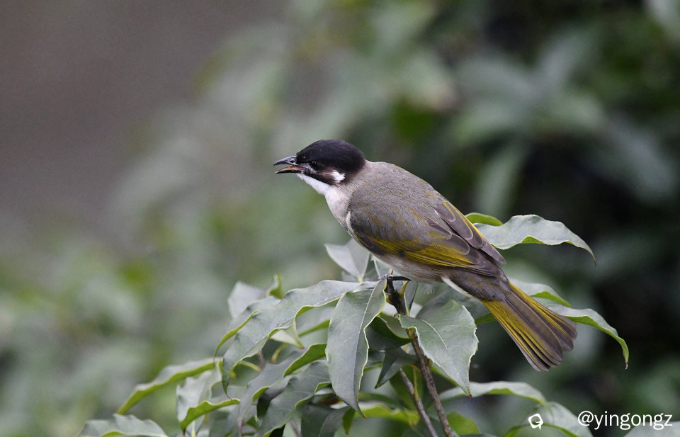 DSC_6619_副本.jpg