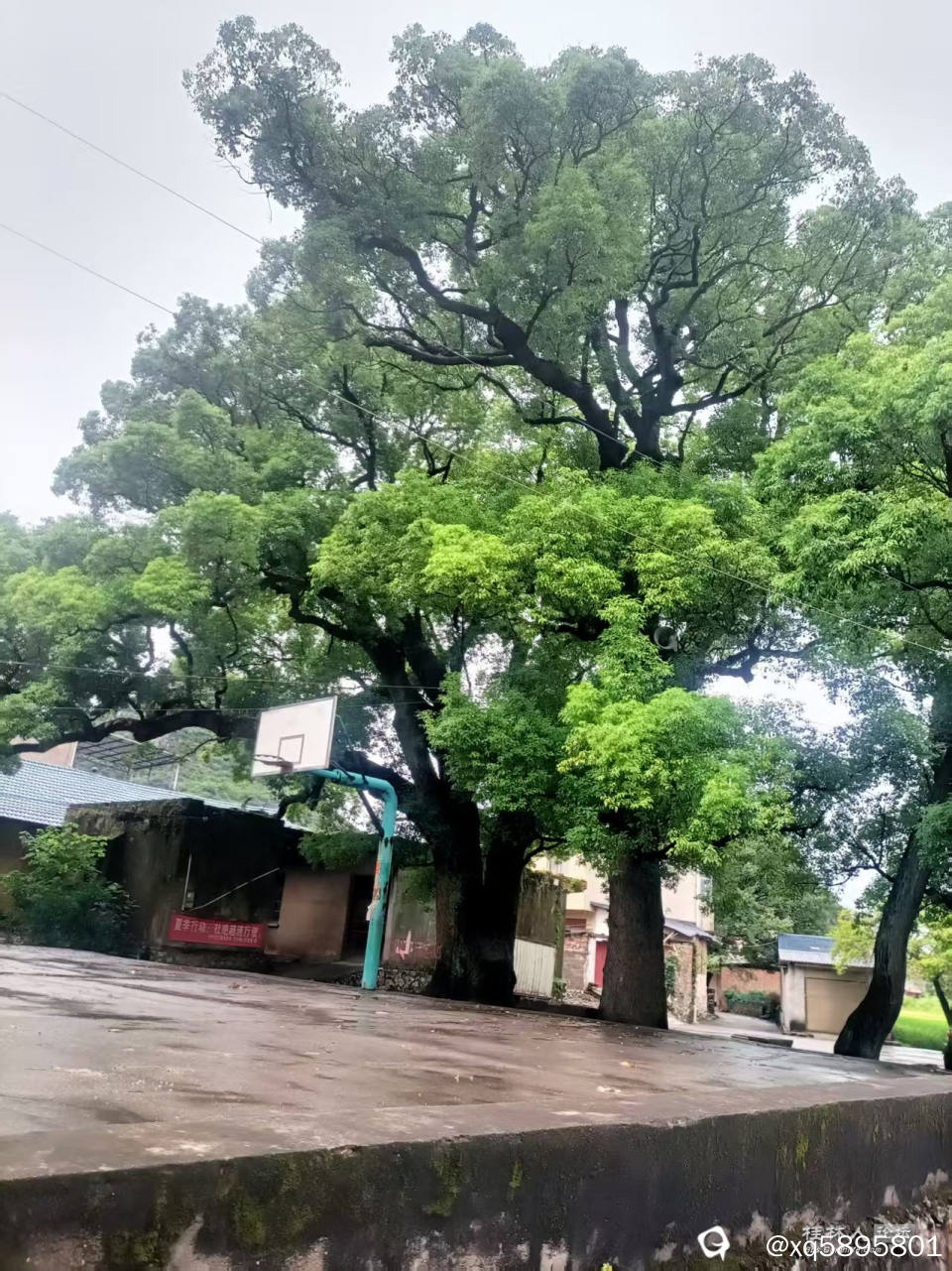 村口那株四百岁老樟树