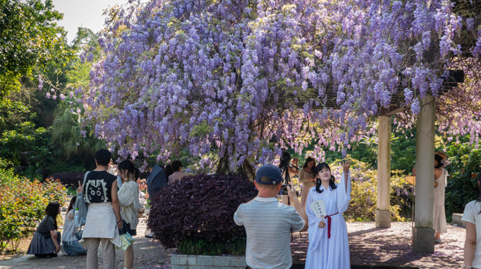 园博园的紫藤花