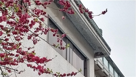 早上去桂湖散步，花都开好了！