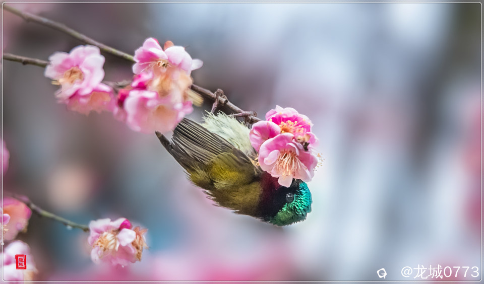 BG9I0802_副本.jpg