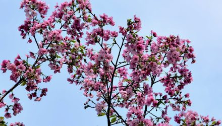 南溪山隨拍花美景新