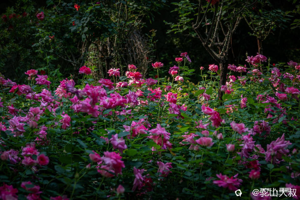DSC07039-0.jpg