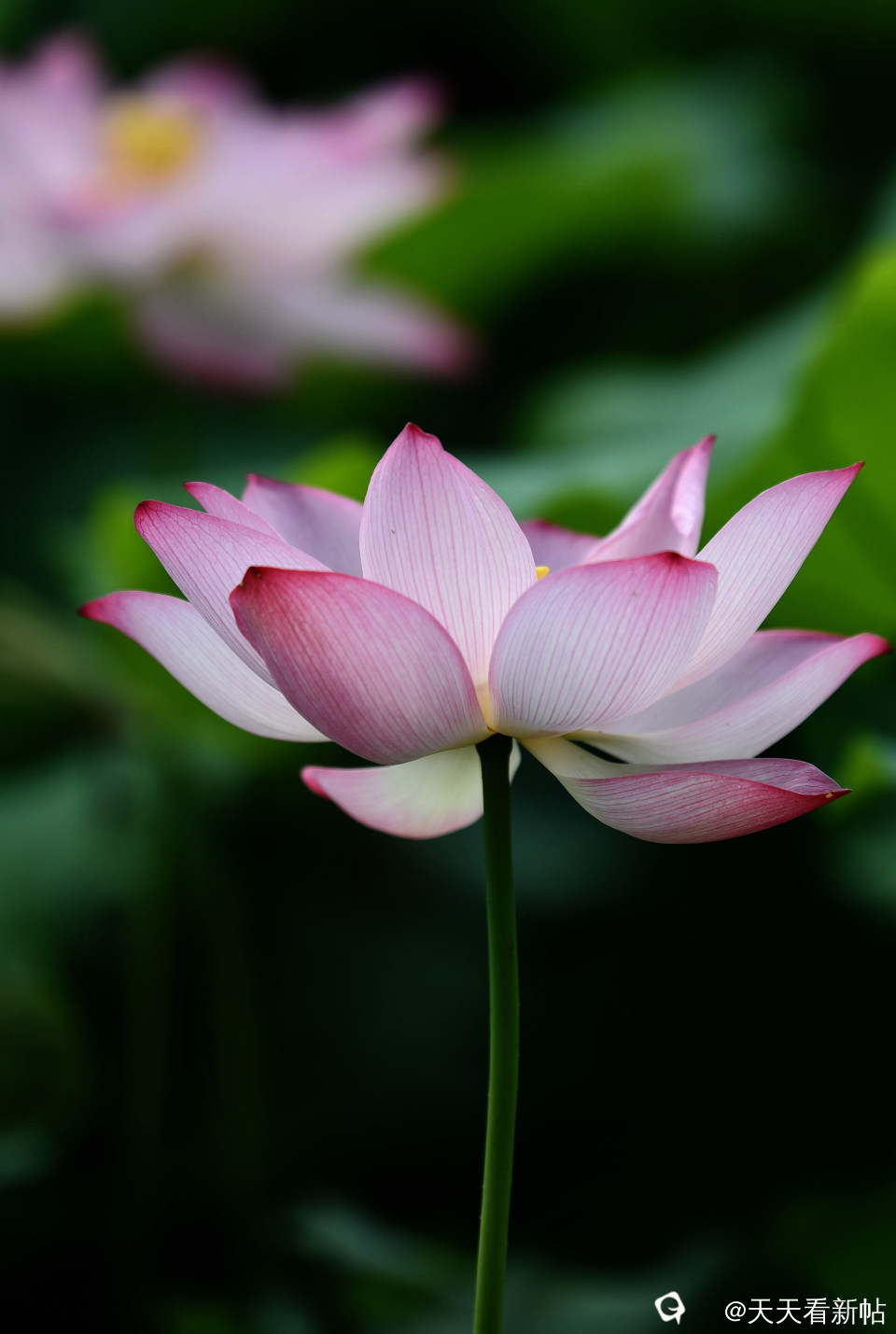DSC_4610_副本.jpg