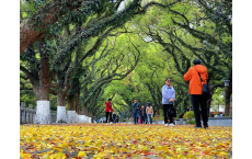 滨江路试行&ldquo;落叶缓扫&rdquo; 精细化管理增添暖意 缓扫一地春叶 留住&ldquo;限定&rdquo;美景