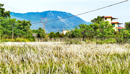 桂林大河乡赏白毛草