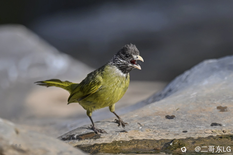 -领雀嘴鹎 (5).jpg
