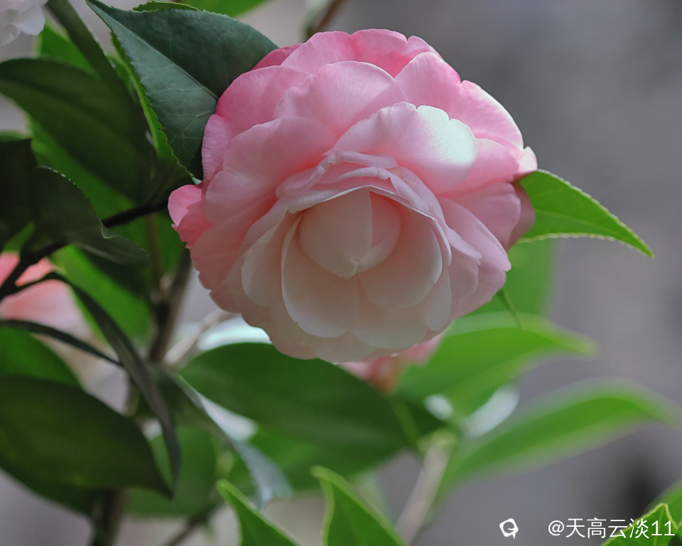 5D2A3246-DeNoiseAI-denoise.jpg