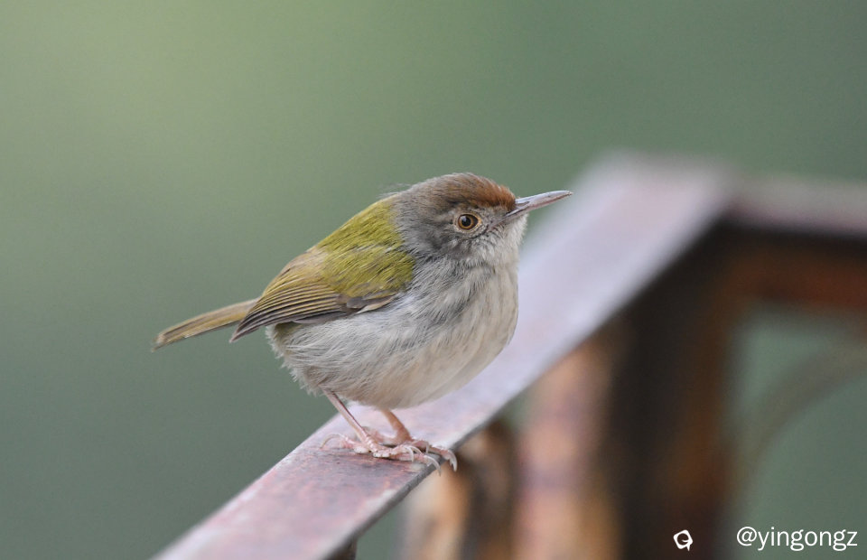 DSC_2562_副本.jpg