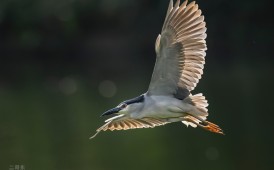 ★★★★★&ldquo;飞鹭&rdquo;