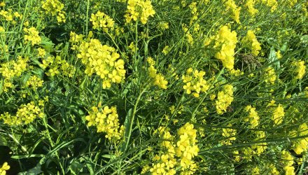 2026的第一拍油菜花